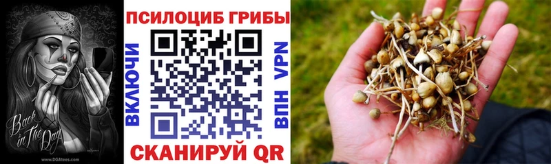 продажа наркотиков  omg как зайти  Галлюциногенные грибы Cubensis  Геленджик 